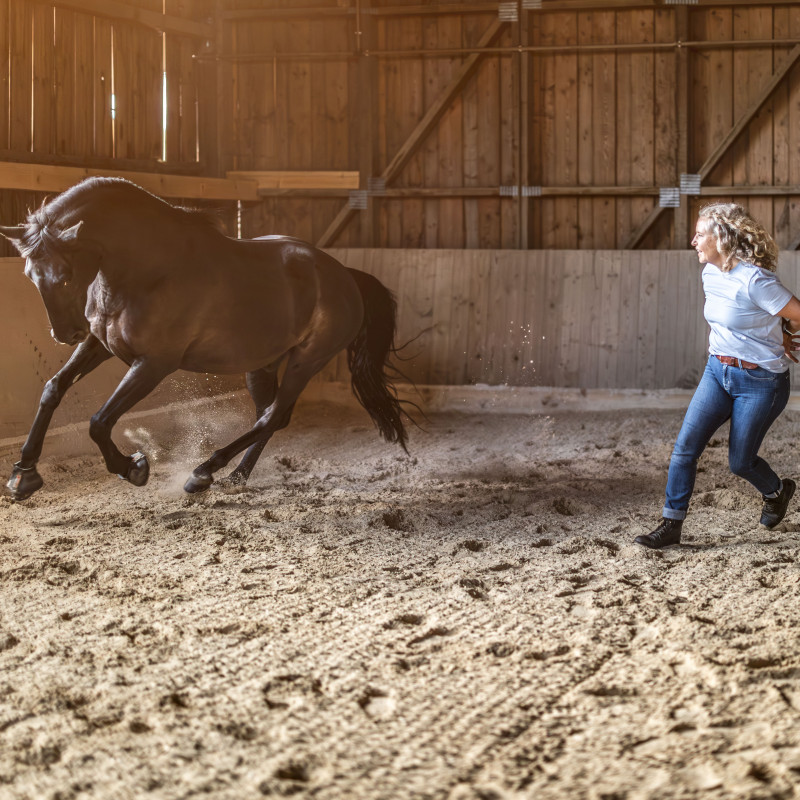 Workshop „Rendezvous mit dir selbst“ – Selbstentdeckung mit Pferden