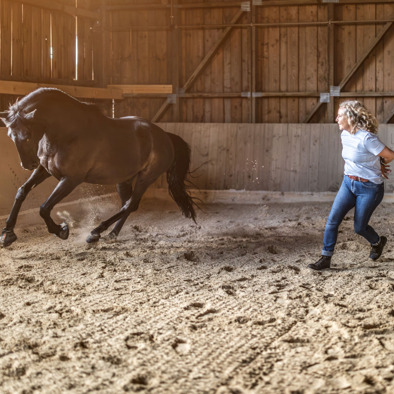 Unsere Erlebnis Workshops – Workshops und Coachings mit Pferden